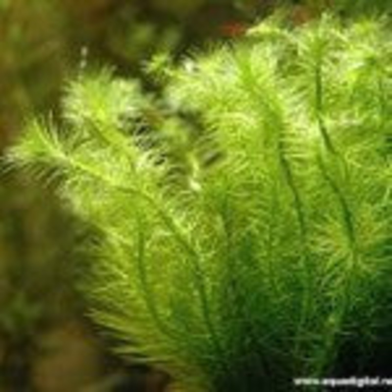 Mayaca Fluviatilis