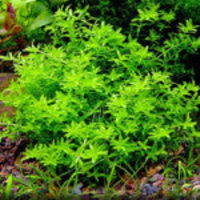 Micranthemum Micranthemoides