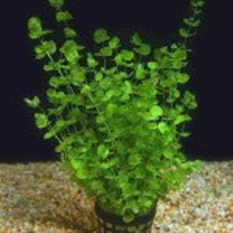 Micranthemum Umbrosum