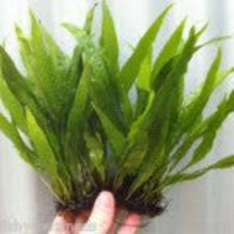 Microsorium pteropus