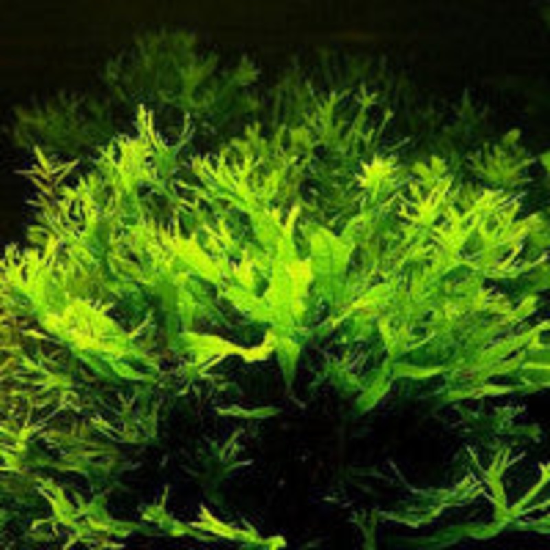 Microsorium pteropus windelov