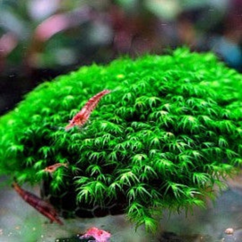 Mini Fissidens (on rock)
