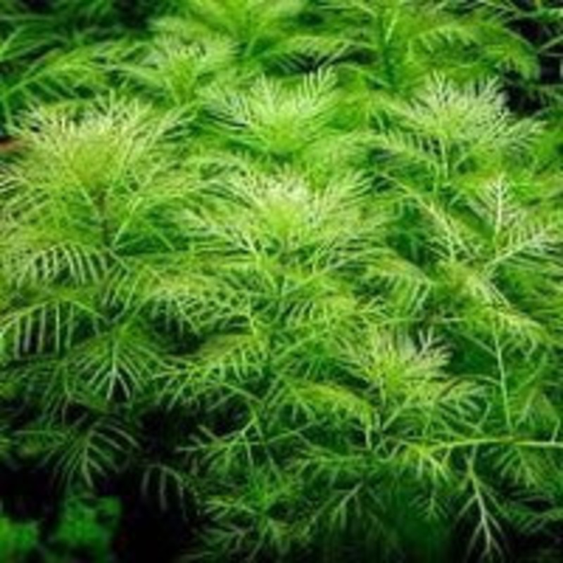 Myriophyllum Matogrossense