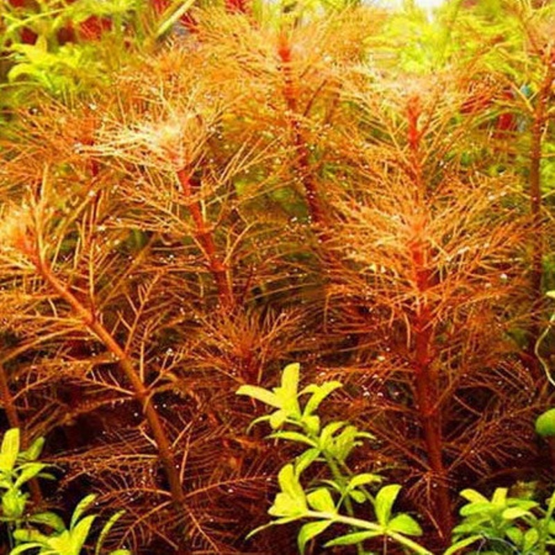Myriophyllum mattogrossense (pot)