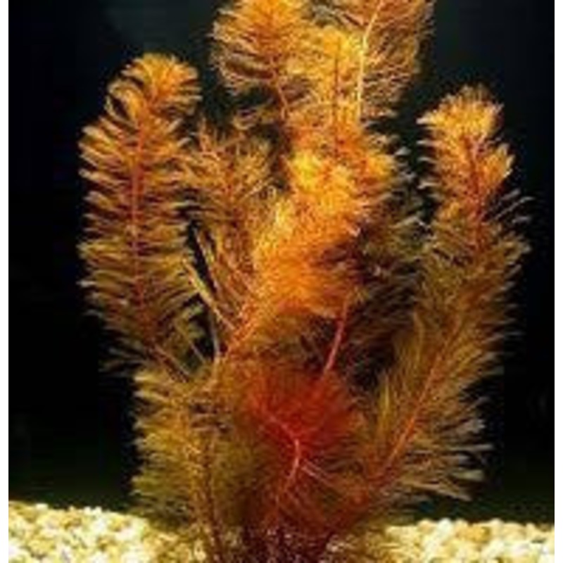 Myriophyllum Tuberculatum