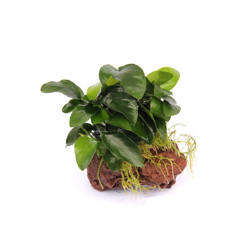 Nana Petite (rock) (small)