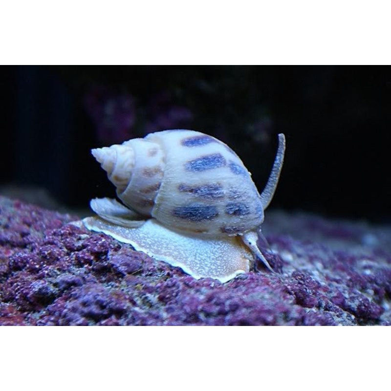 Nassarius Snail (Nassarius Sp.)