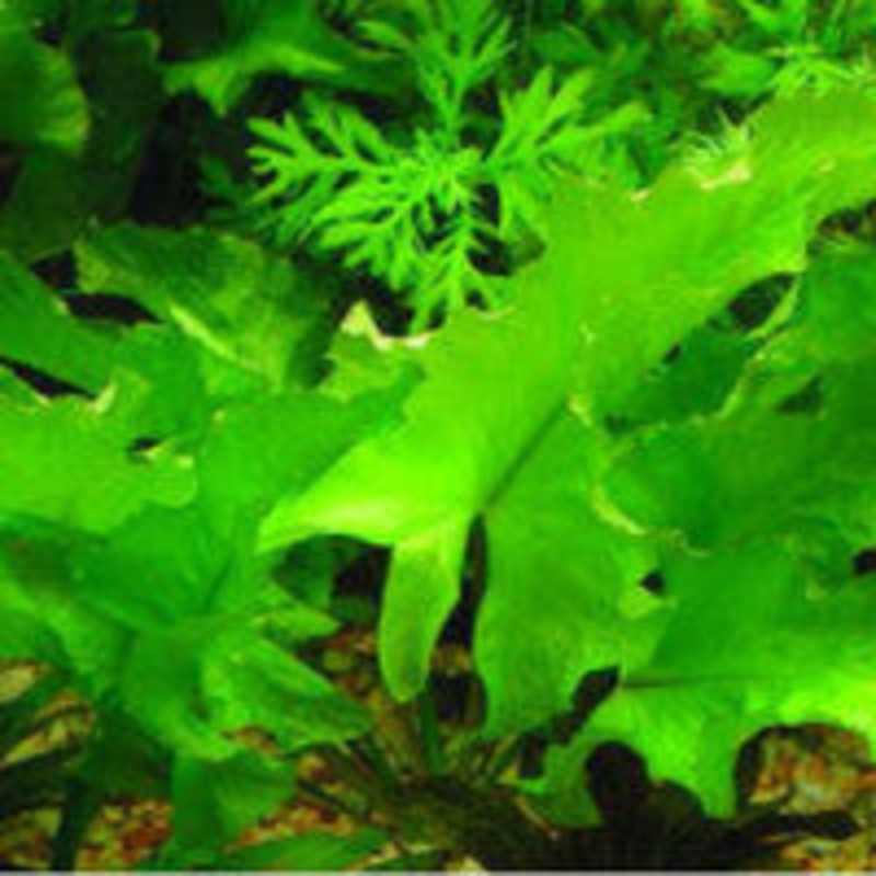 Nuphar japonica spatterdock