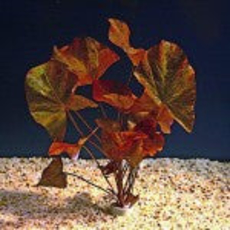 Nymphaea Lotus Red (Small)