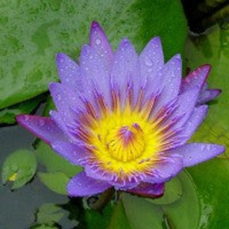 Nymphaea Panama Pacific