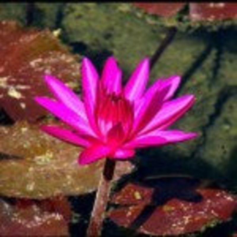 Nymphaea Rubra