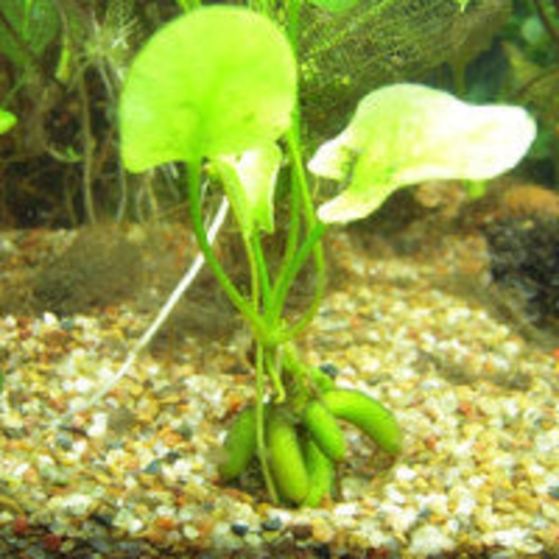 Nymphoides aquatica (Banana plant)