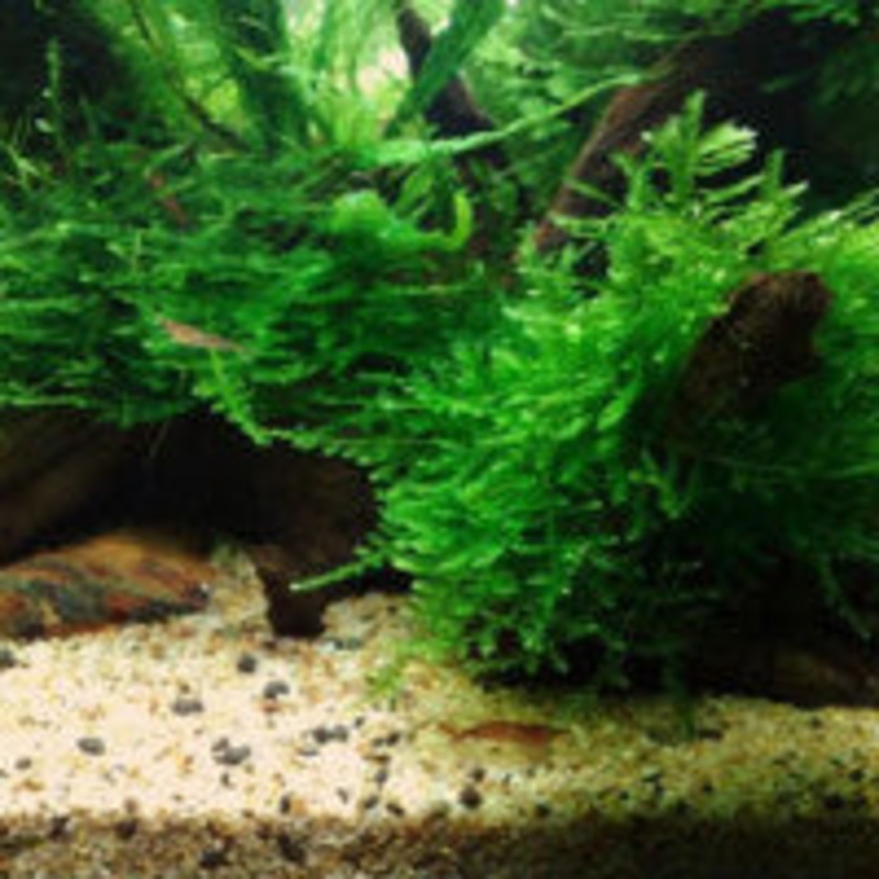 Peacock moss (Taxiphyllum sp.)(Packet)