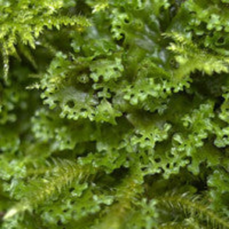 Pellia endiviifolia (per packet)