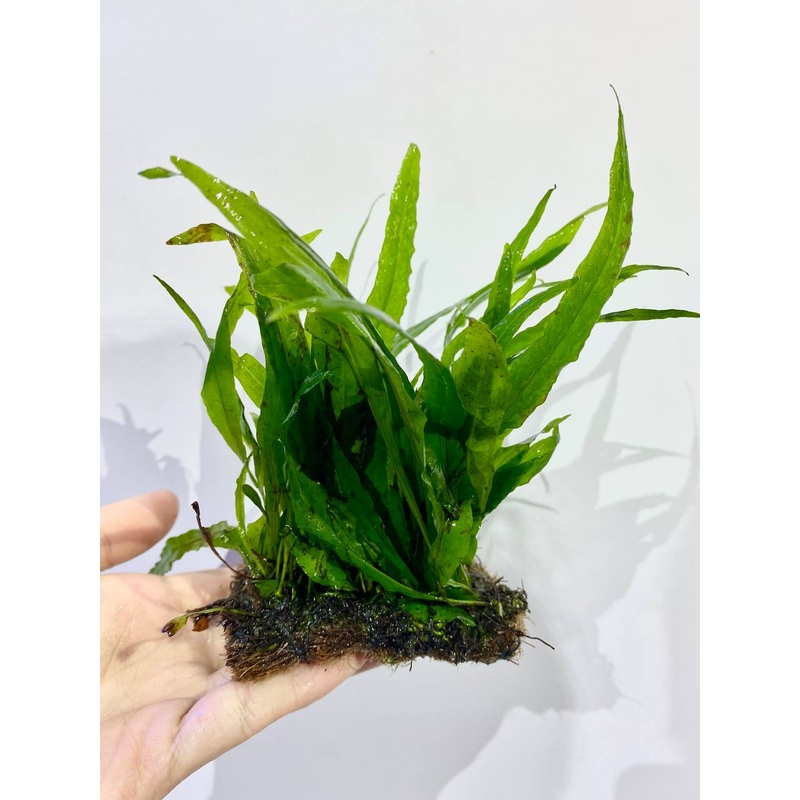 Petite Fern