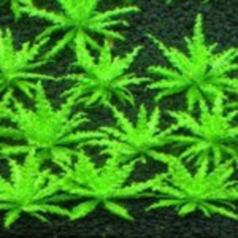 Pogostemon Helferi