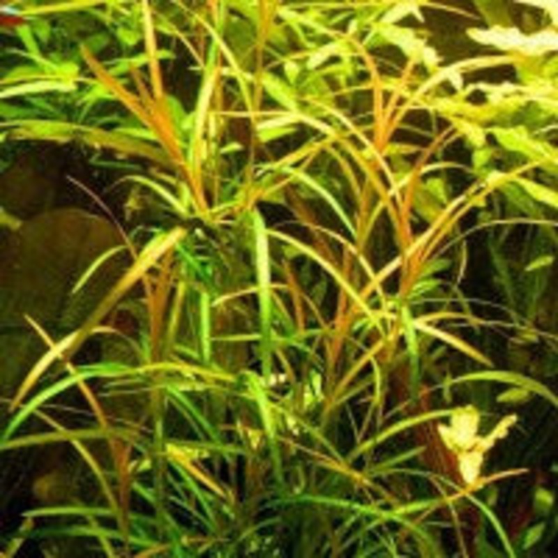 Potamogeton Gayi
