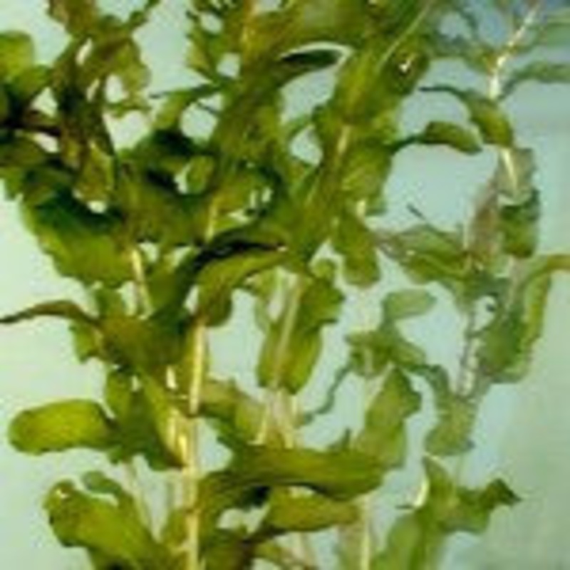 Potamogeton Perfoliatus
