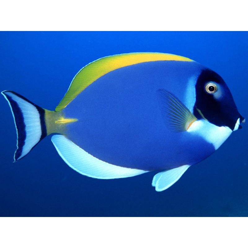 Powder Blue Tang (Acanthurus leucosternon)