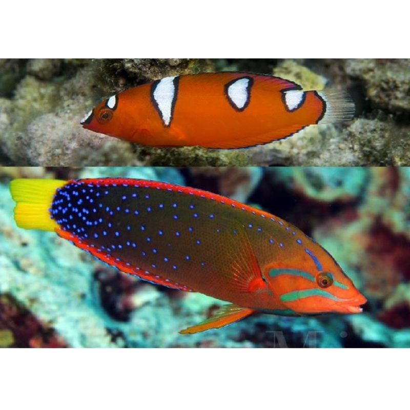 Red Coris Wrasse (Coris gaimard Africana)