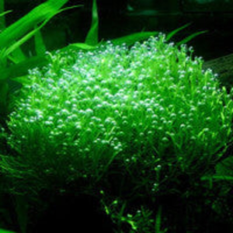 Riccia fluitans