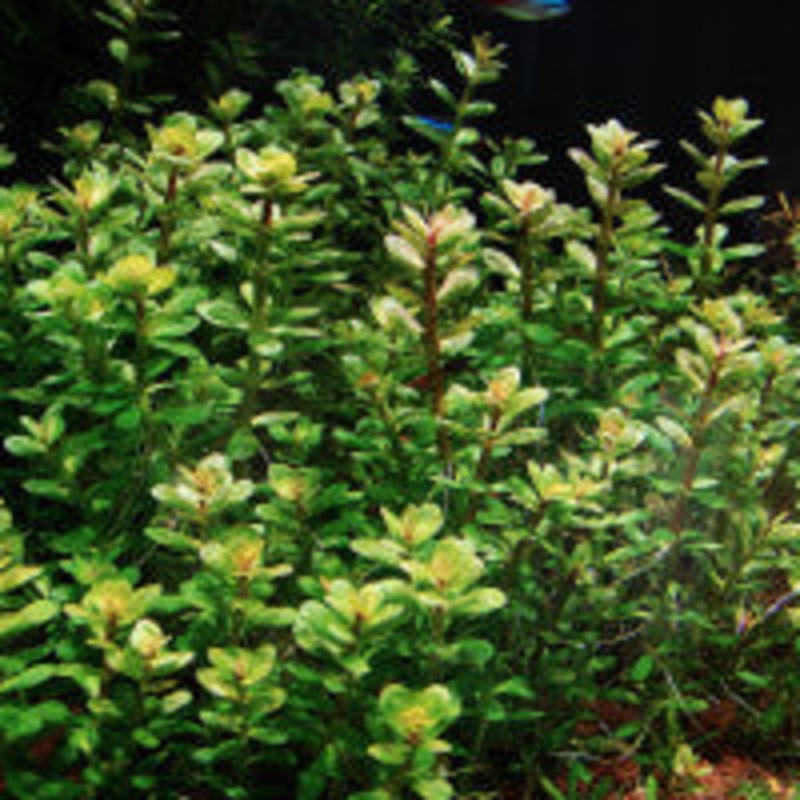 Rotala Bonsai