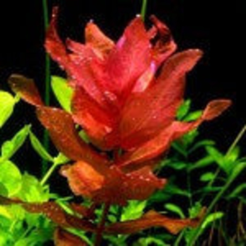 Rotala Macrandra
