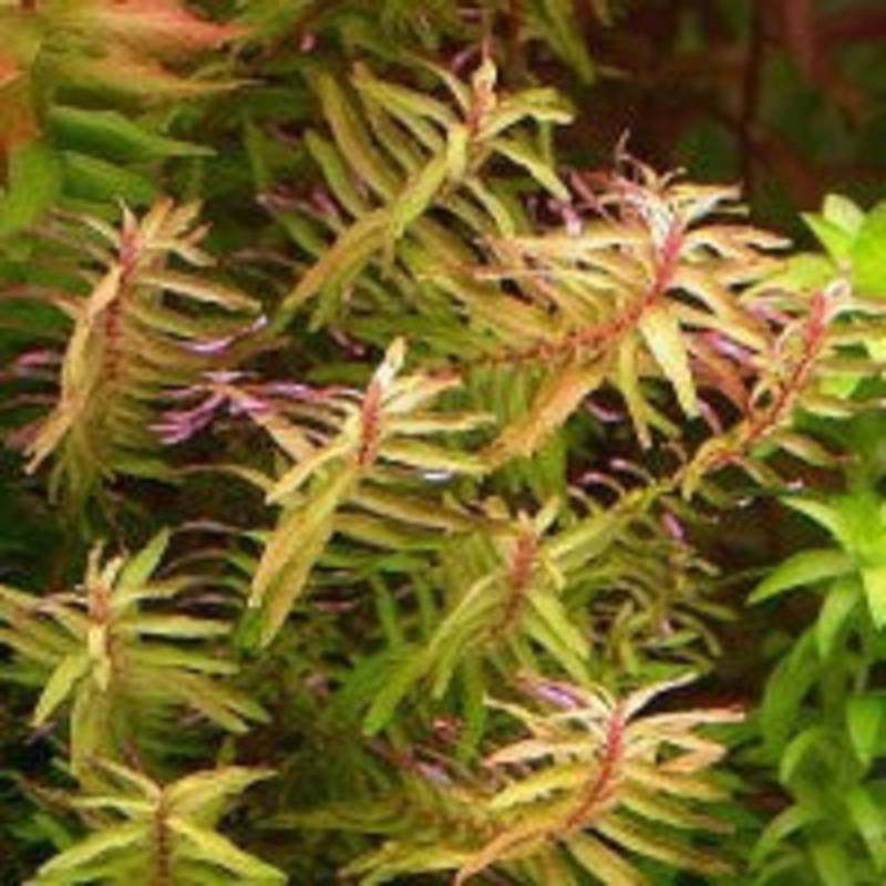 Rotala Macrandra Narrow