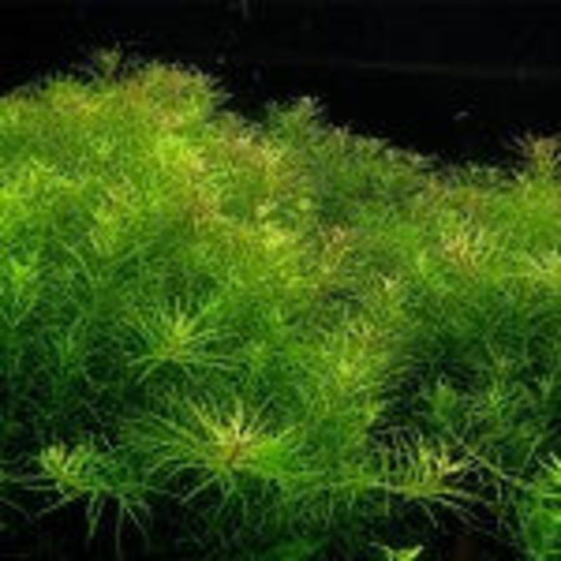 Rotala Najean