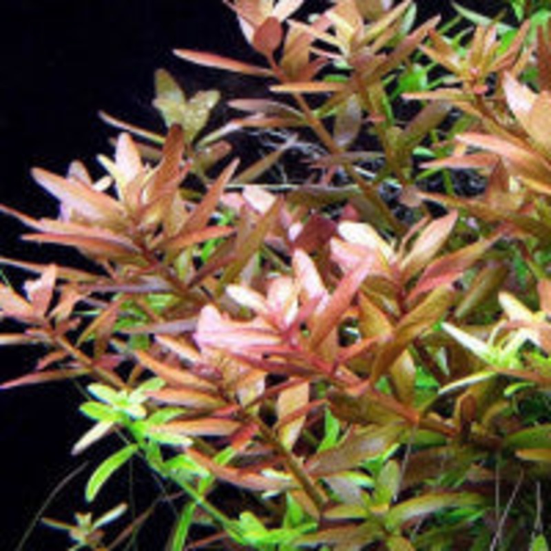 Rotala Rotundifolia