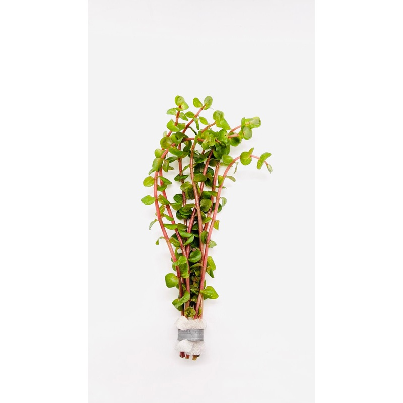 Rotala Rotundifolia orange juice