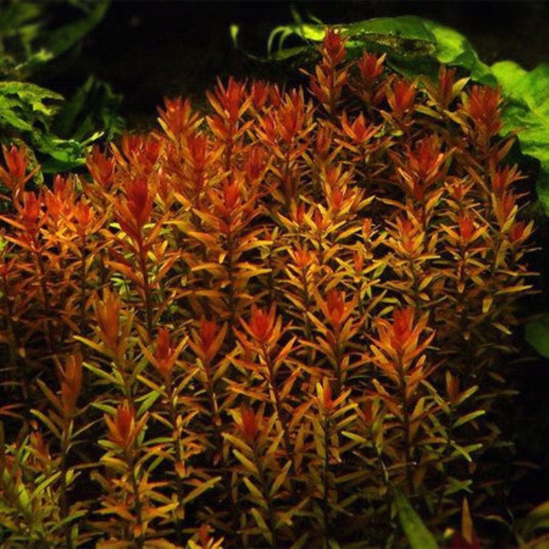Rotala Rotundifolia Red