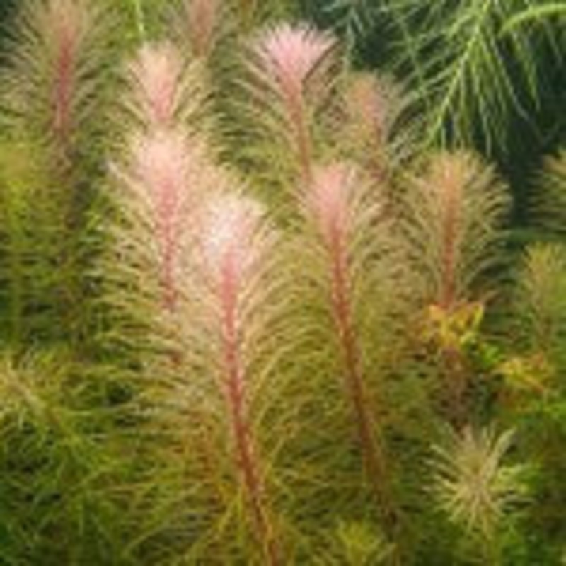 Rotala Sp Vietnam