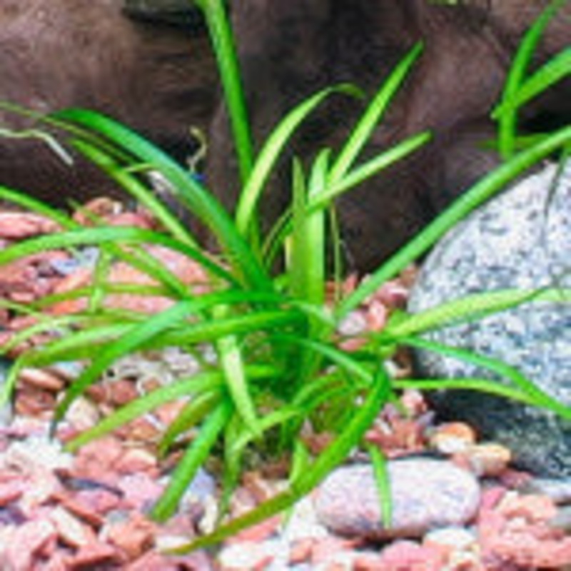 Sagittaria Subulata