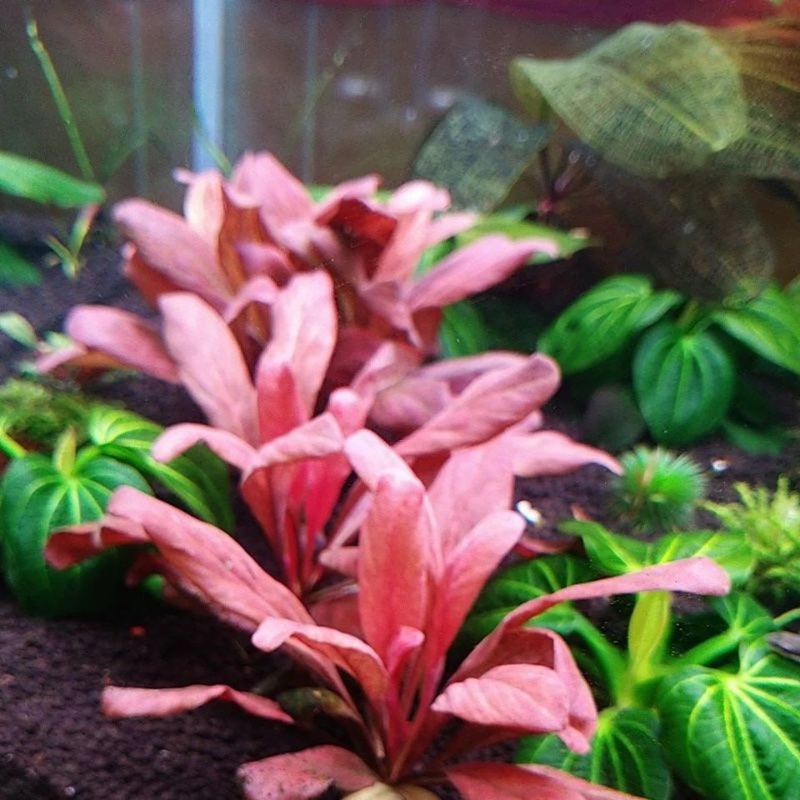 Samolus Parviflorus Red