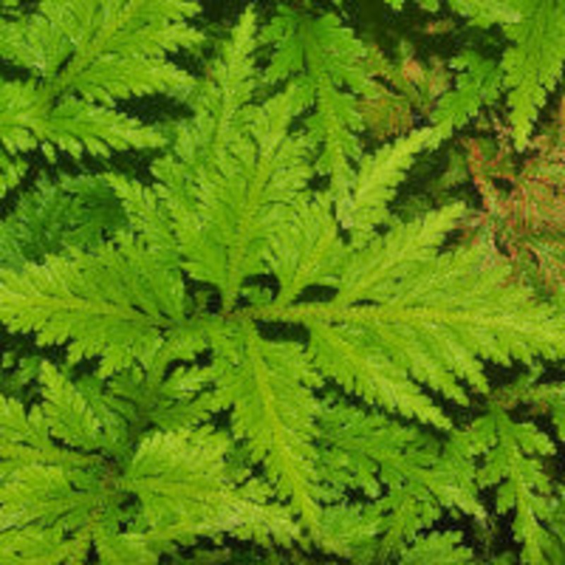 Selaginella Wildenowii