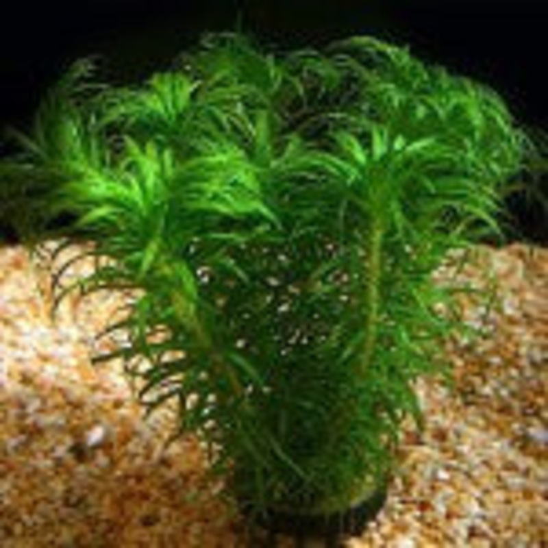 Tonina Species