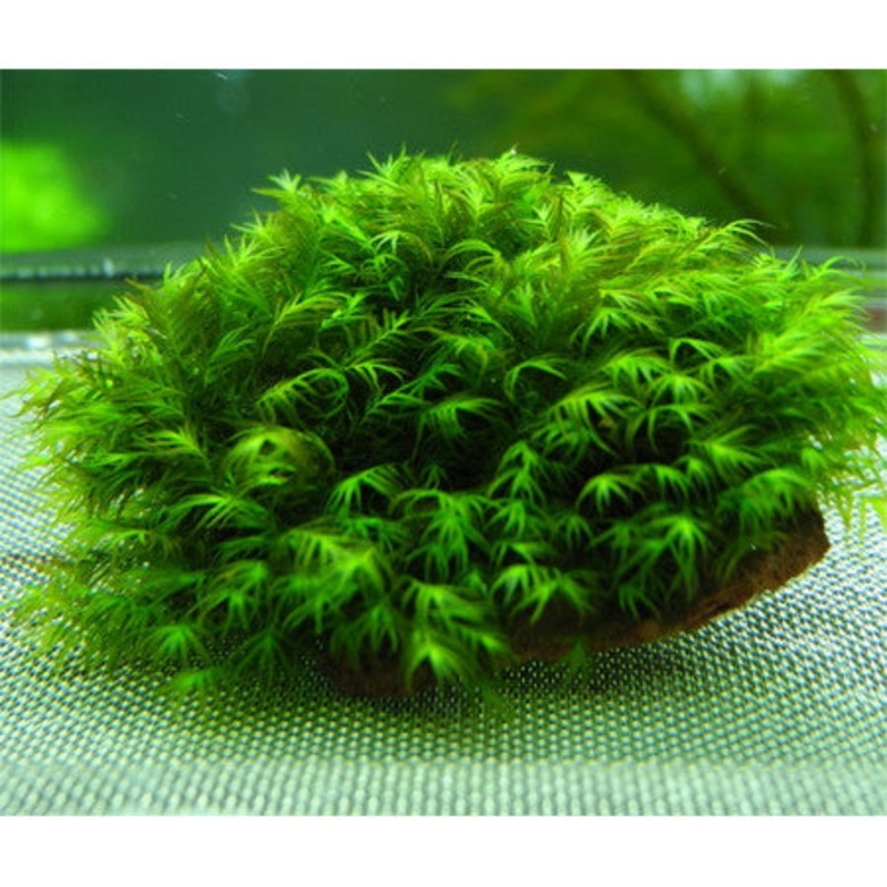 US Fissidens (on rock)
