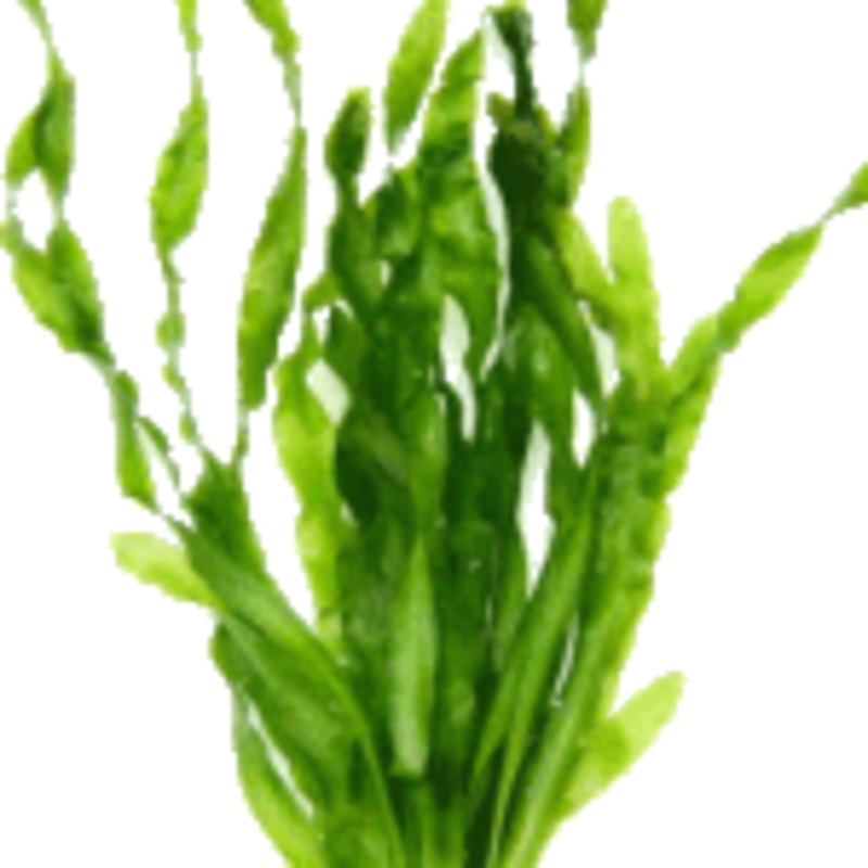 Vallisneria Americana