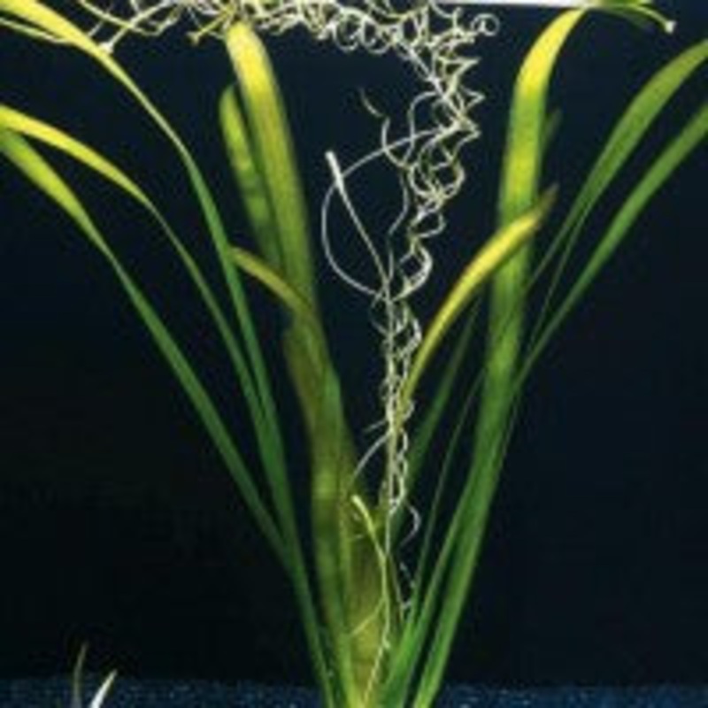 Vallisneria Gigantea