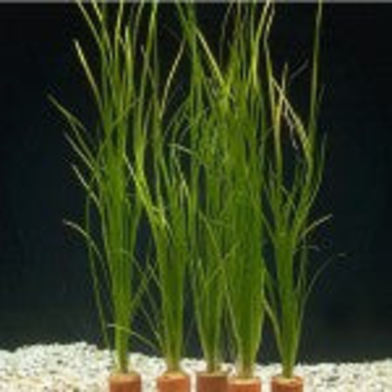 Vallisneria Nana