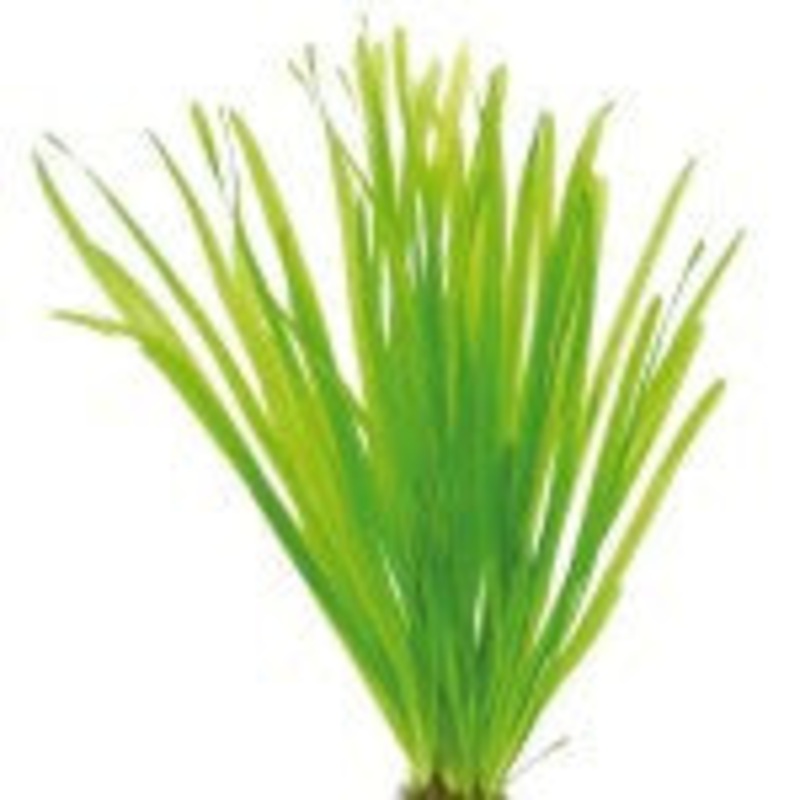 Vallisneria Spiralis