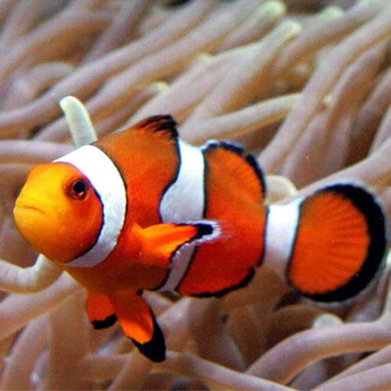 Wild Ocellaris Clownfish (Amphiprion ocellaris)