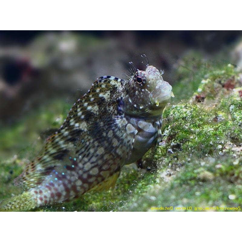 Algae Blenny (Salarias fasciatus)