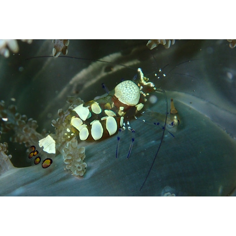Anemone Shrimp (Periclimenes brevicarpalis)