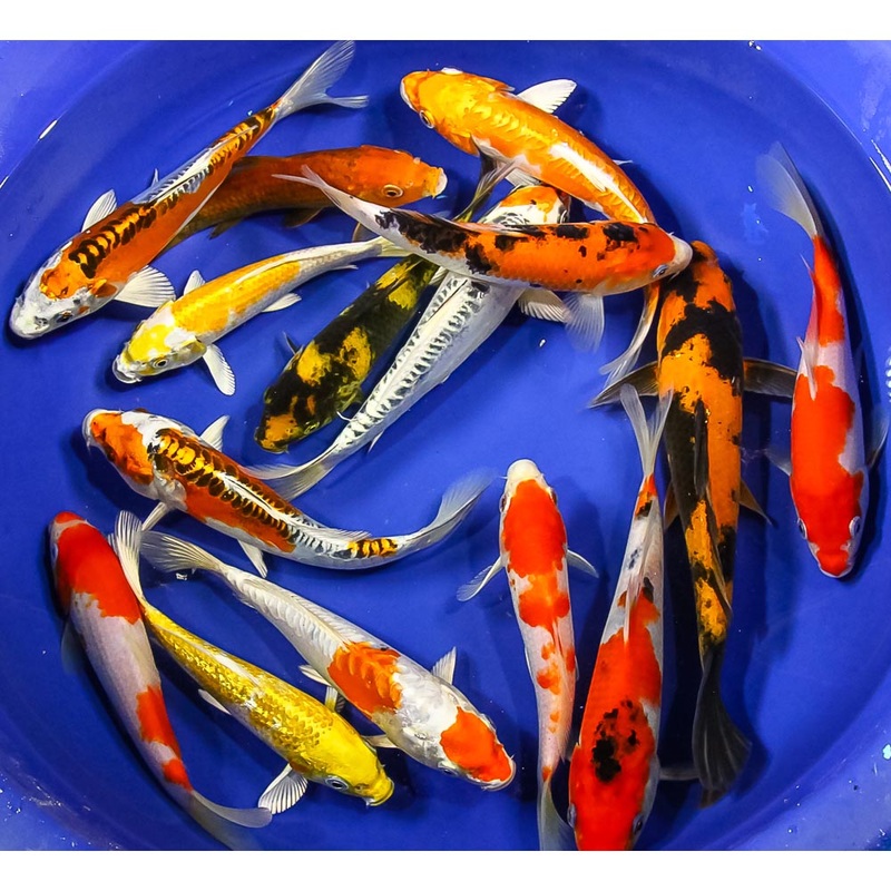 Assorted Koi (Cyprinus carpio) (Bag of 10 pcs)