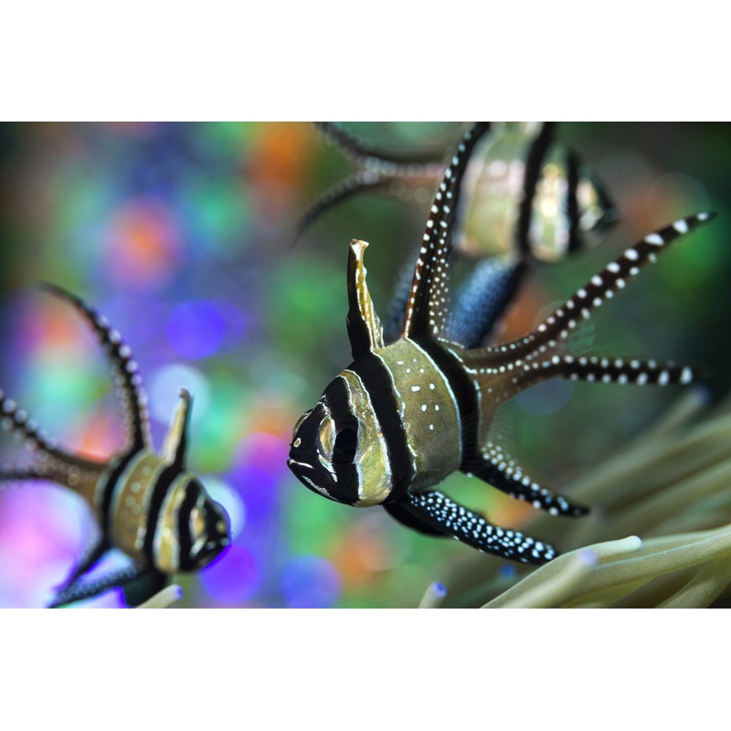 Banggai Cardinal (Pterapogon kauderni)