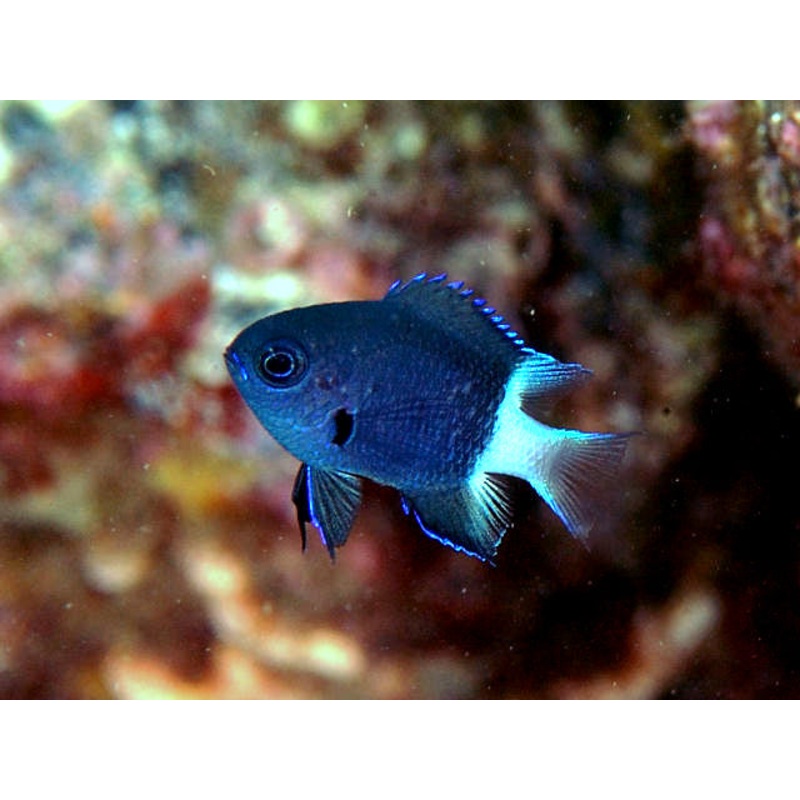 Bicolor Chromis (Chromis margaritifer)