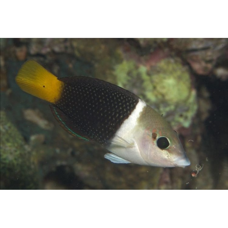 Bicolor Wrasse (Hemigymnus Melapterus)