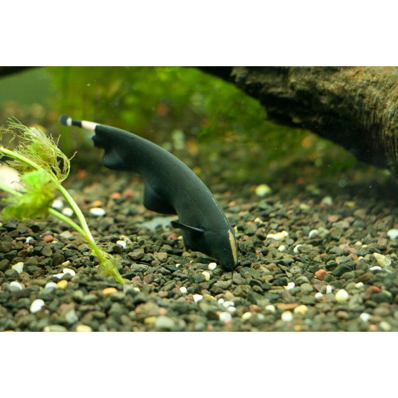 Black Ghost Knifefish (Apteronotus albifrons) (5pcs)